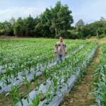 Polres Natuna Garap Lahan Tidur Jadi Lumbung Jagung: Dorong Ketahanan Polres Natuna Garap Lahan Tidur Jadi Lumbung Jagung: Dorong Ketahanan Pangan dari Pinggiran Negeri