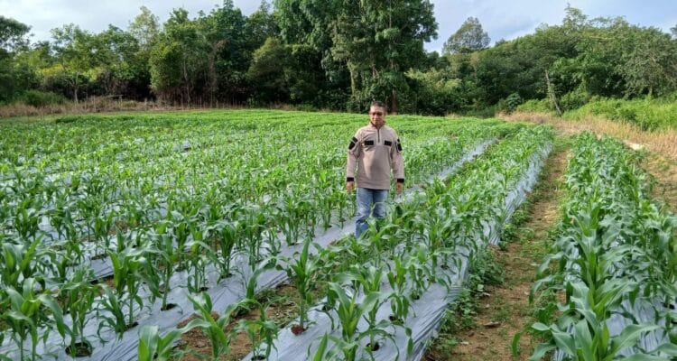 Polres Natuna Garap Lahan Tidur Jadi Lumbung Jagung: Dorong Ketahanan Polres Natuna Garap Lahan Tidur Jadi Lumbung Jagung: Dorong Ketahanan Pangan dari Pinggiran Negeri