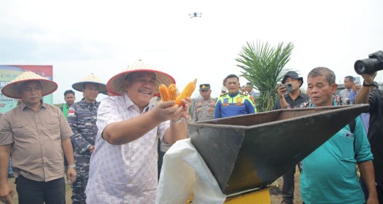 Panen Raya Jagung Polres Asahan: Bukti Nyata Sinergi untuk Swasembada Panen Raya Jagung Polres Asahan: Bukti Nyata Sinergi untuk Swasembada Pangan